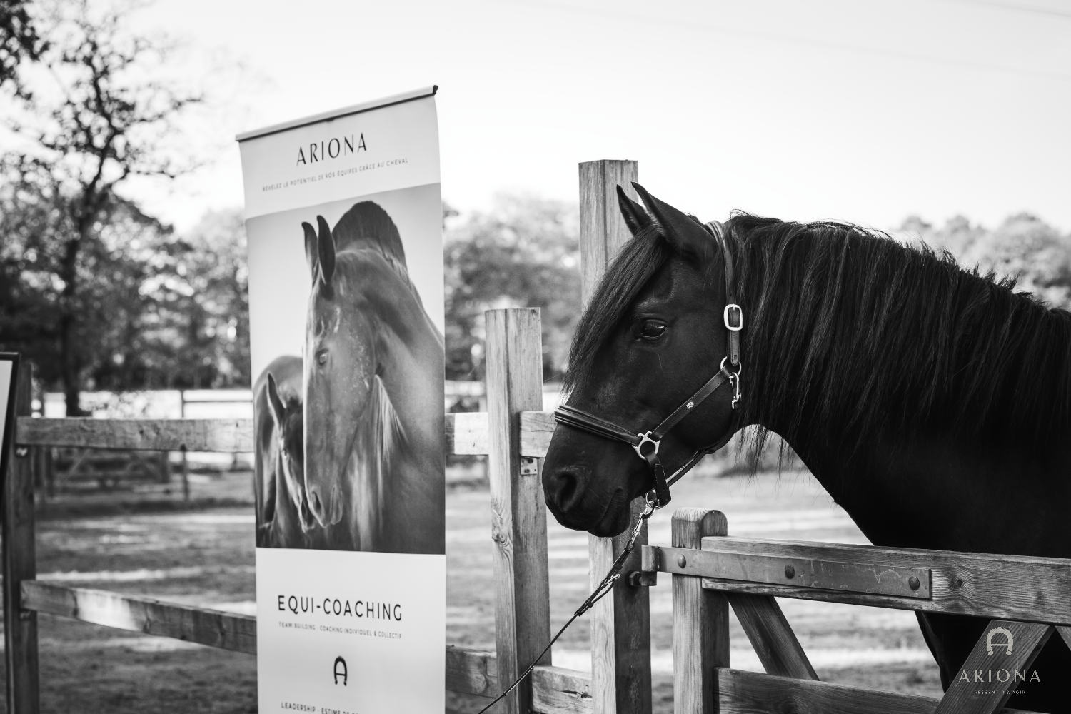 Cheval — Les Écuries d'ARIONA