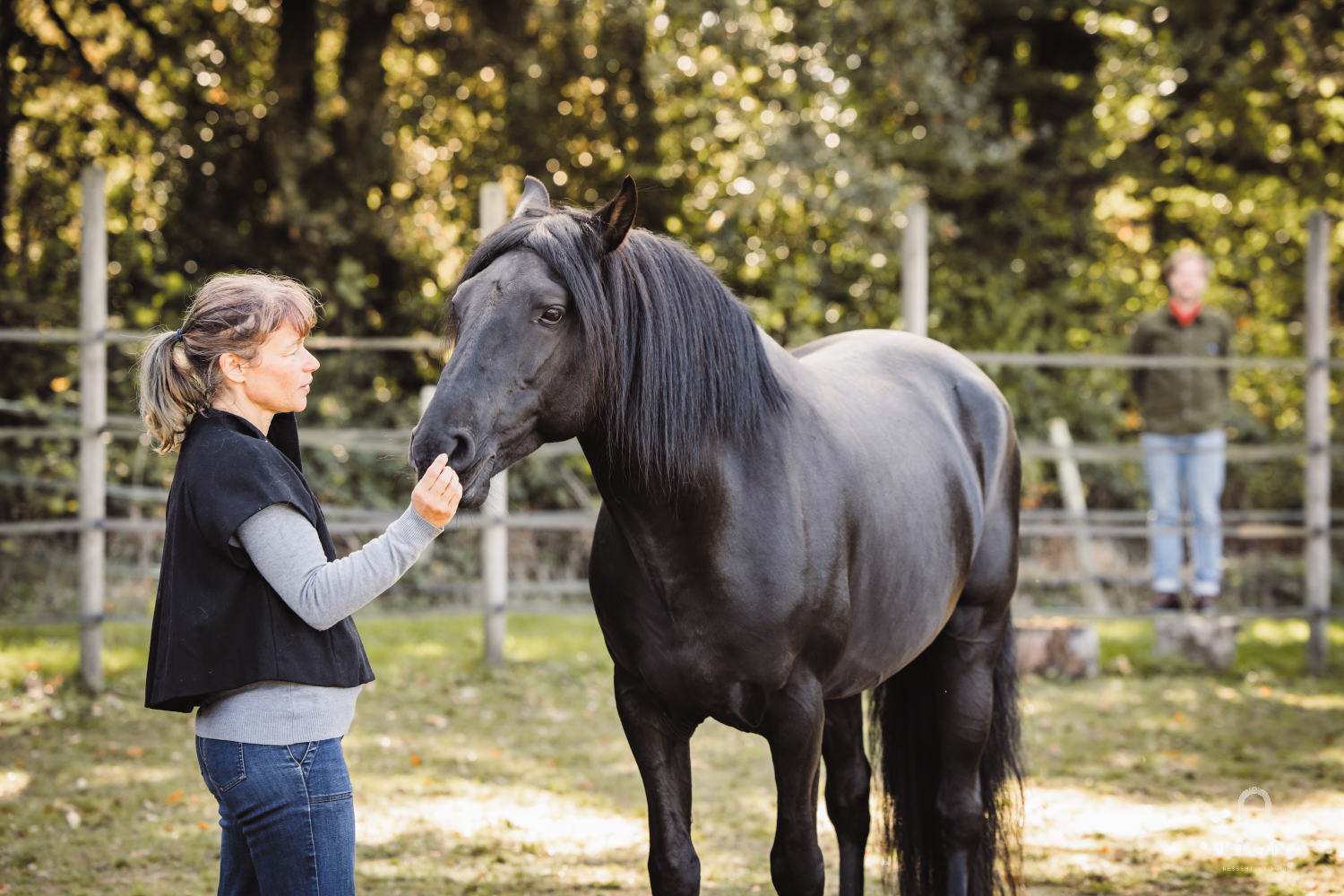 Cheval au paddock — Les Écuries d'ARIONA