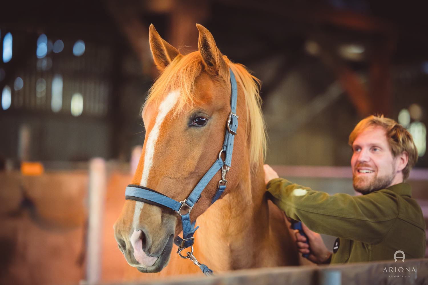 Travail au sol avec un cheval — équicoaching ARIONA