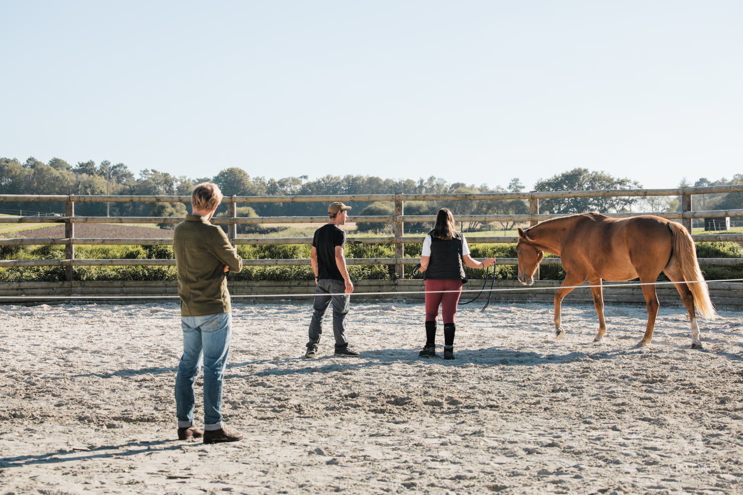 Cheval en liberté dans le bocage breton — ARIONA