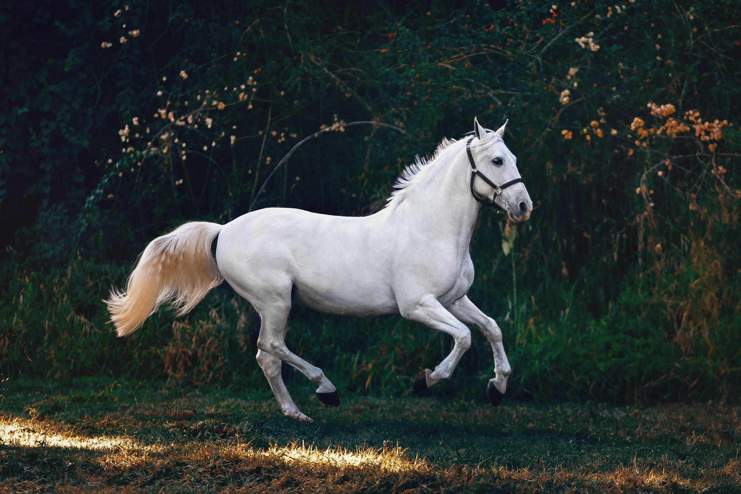 Cheval au galop dans un cadre naturel breton